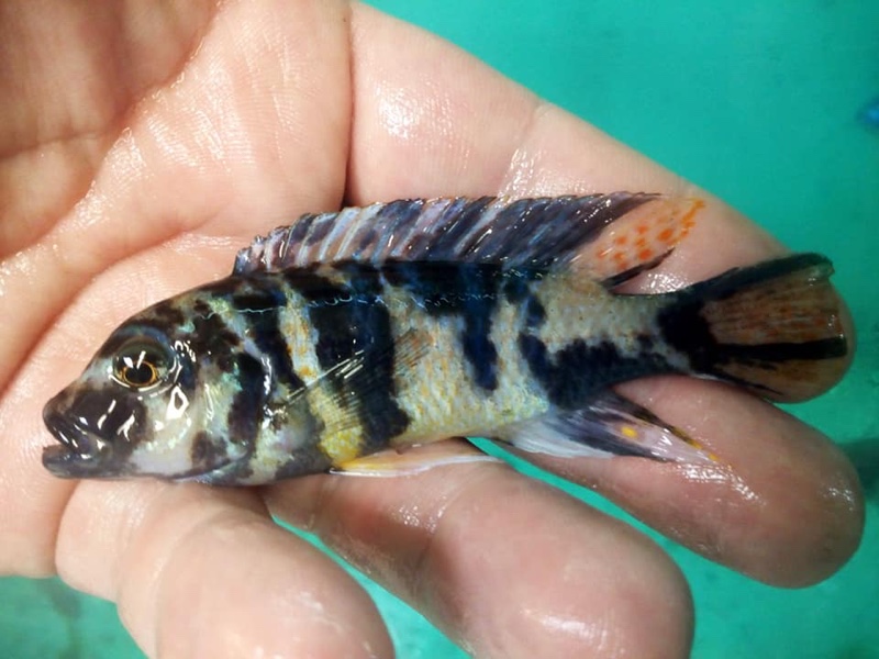 Maylandia zebra 'Narungu'